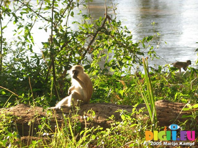 14286 Sight monkey eating breakfast